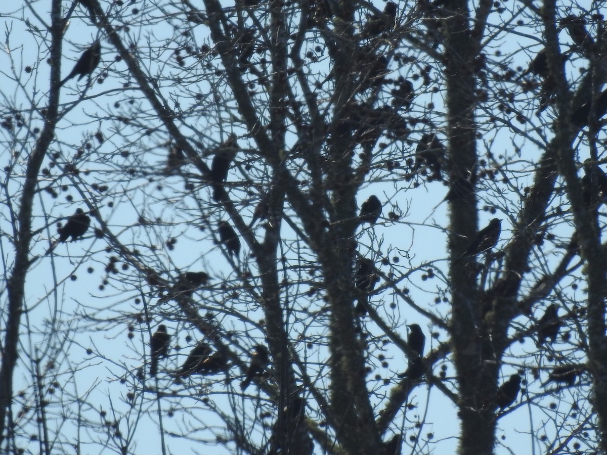 Common Grackle - ML208312721