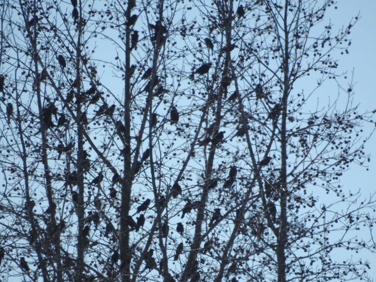 Common Grackle - ML208312731