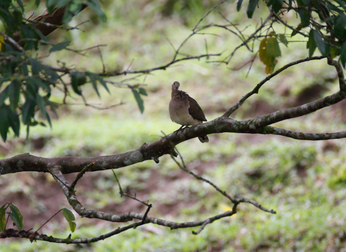 White-tipped Dove - Matt Bango