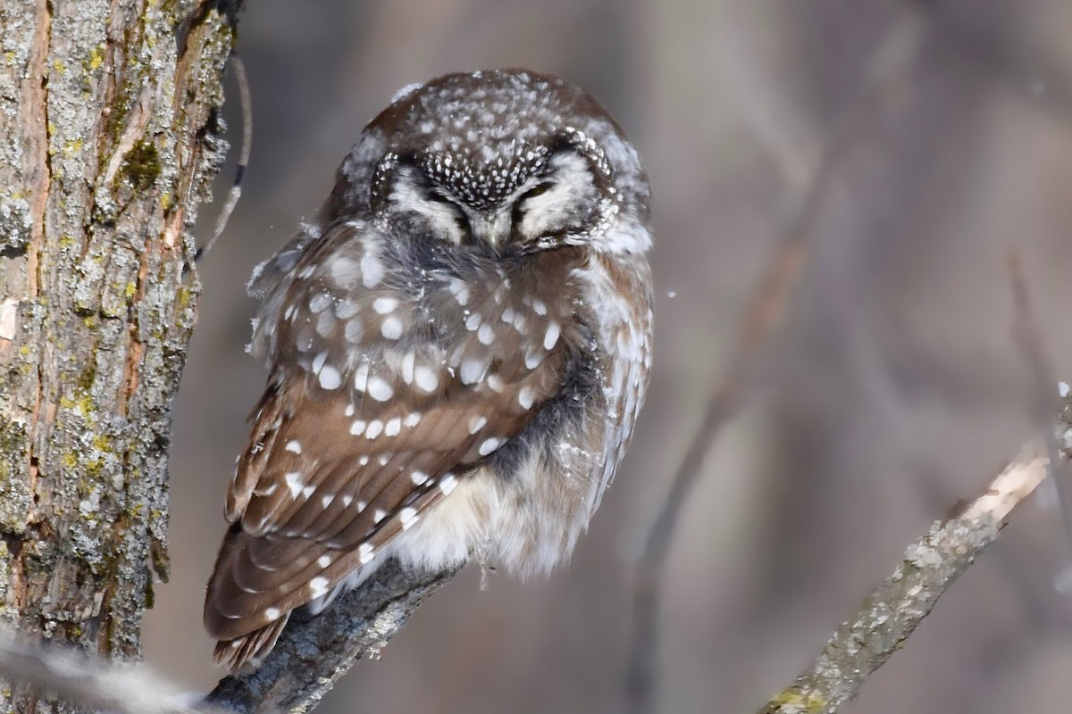 Boreal Owl - Alyssa Nowicki
