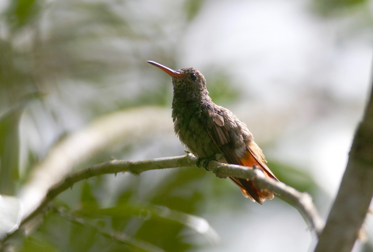Rufous-tailed Hummingbird - ML20831321