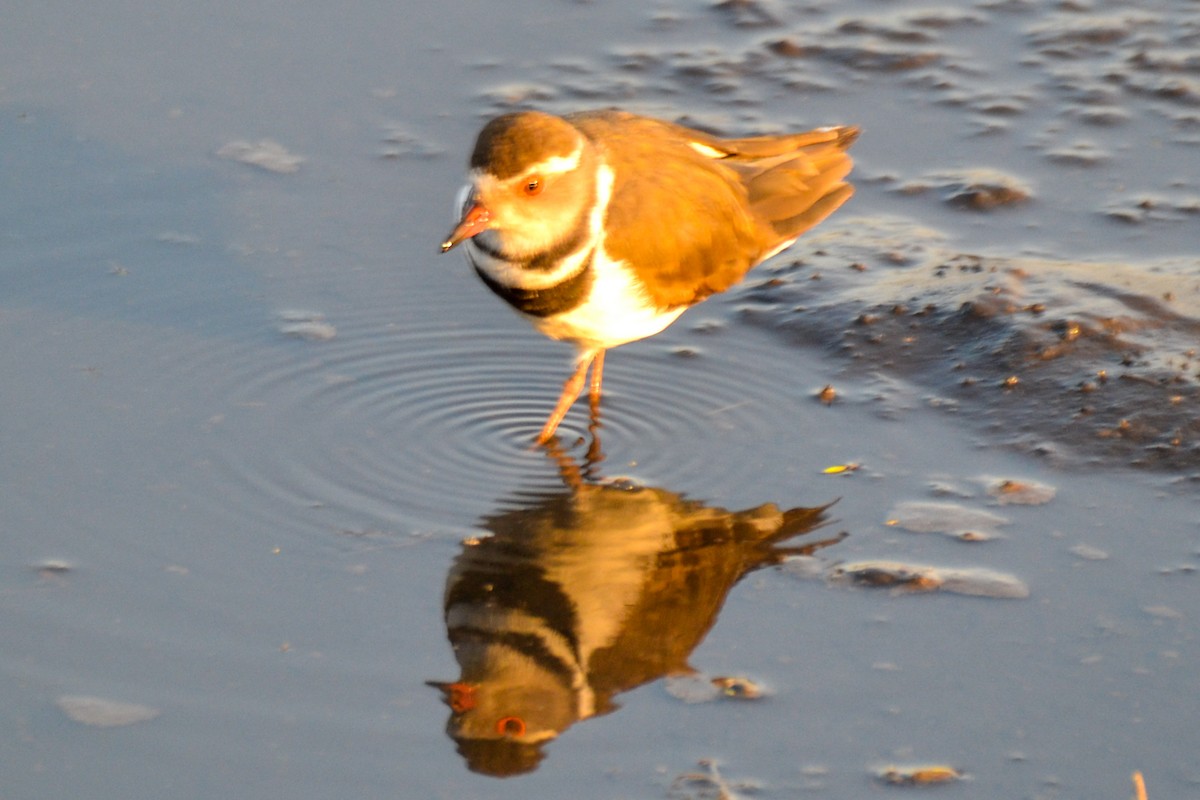 Three-banded Plover - Alison Bentley