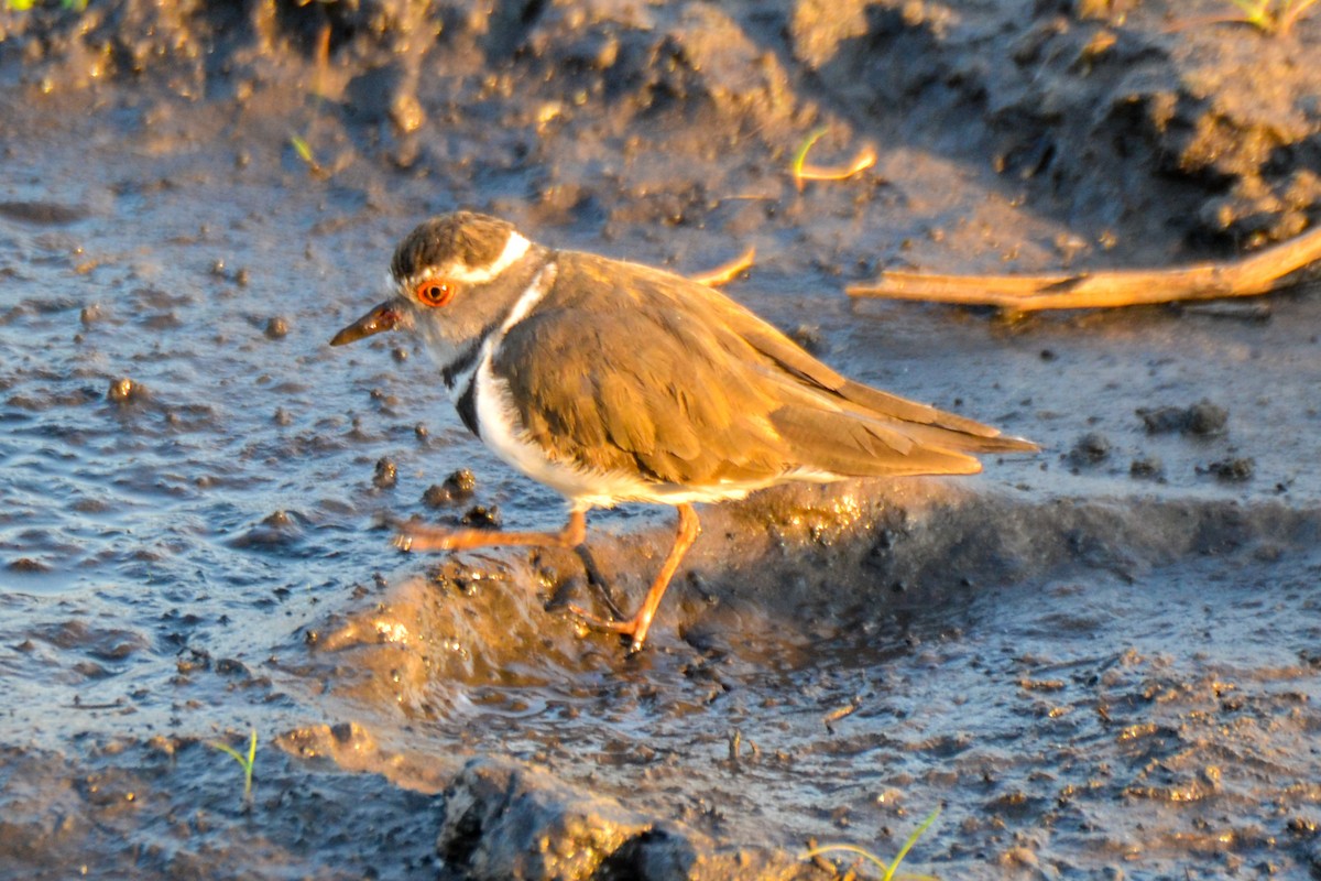 Three-banded Plover - Alison Bentley