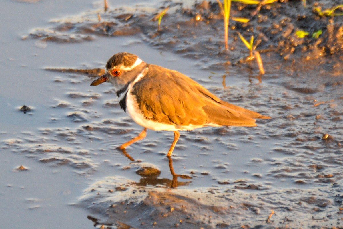 Three-banded Plover - Alison Bentley