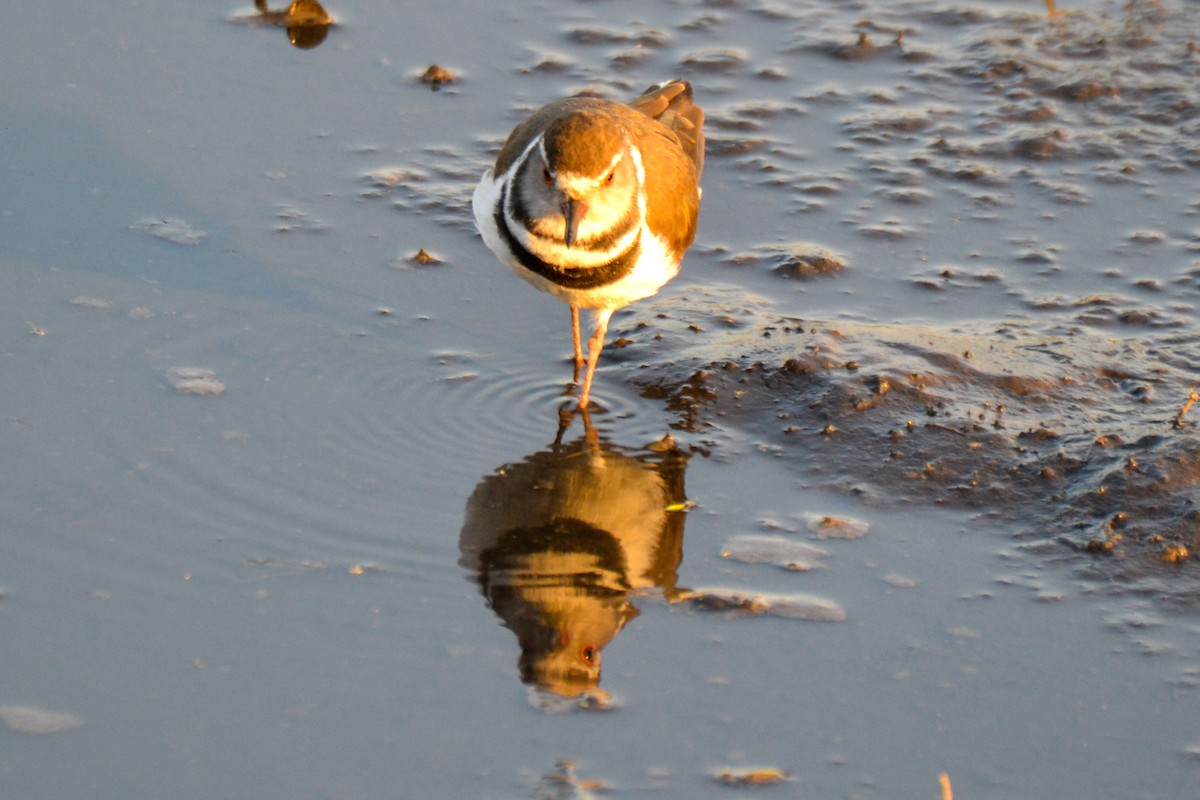 Three-banded Plover - Alison Bentley