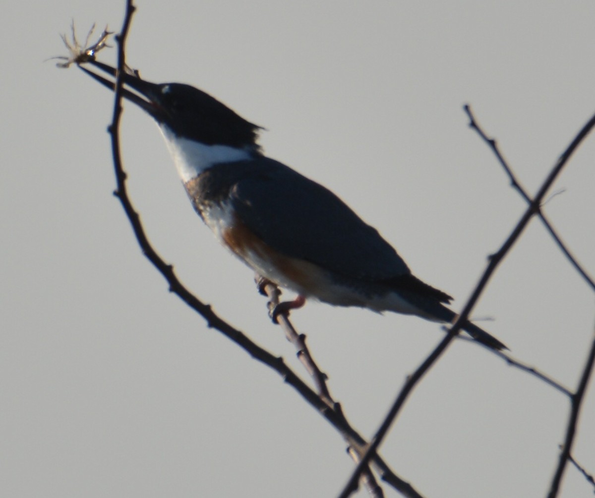 Belted Kingfisher - Tom Considine