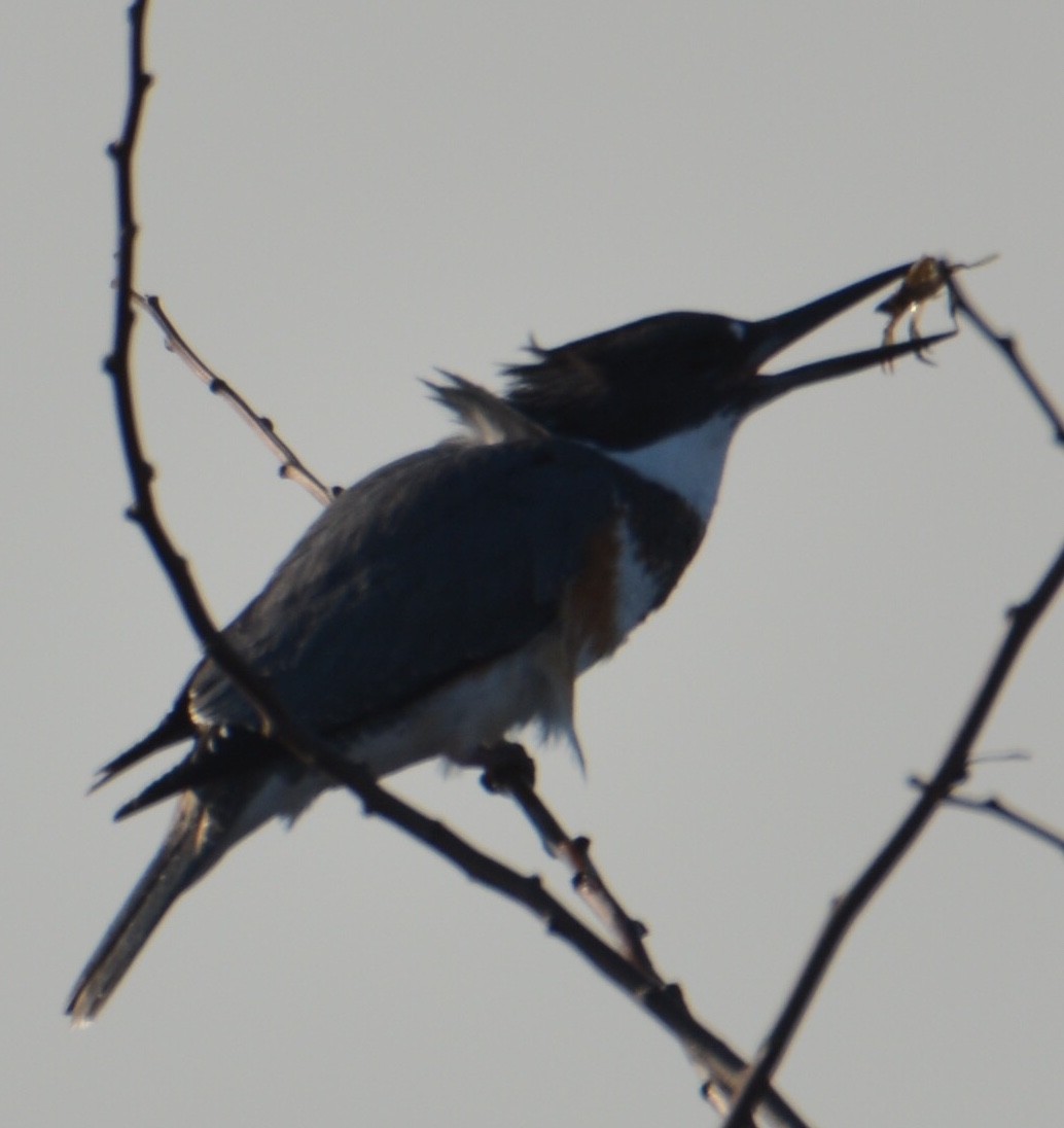 Belted Kingfisher - Tom Considine