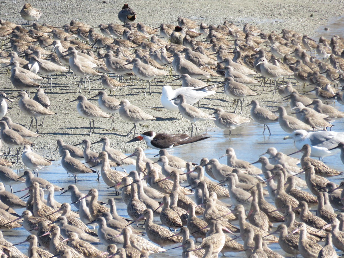 Водоріз американський - ML208313711