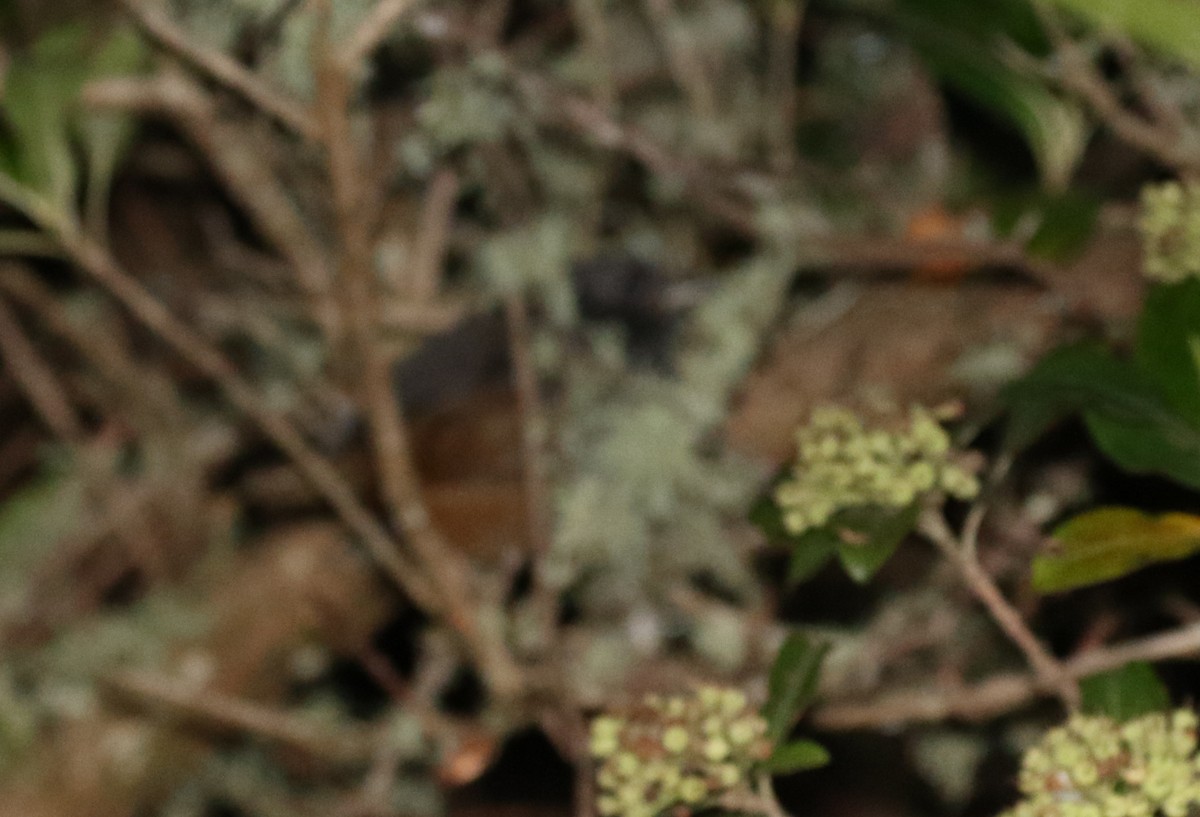 Brown-rumped Tapaculo - Matthew Grube