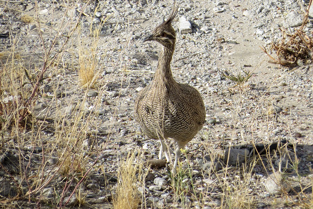 Elegant Crested-Tinamou - Martin Arregui