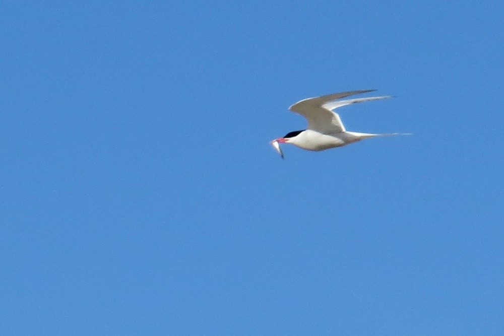 South American Tern - Martin Arregui