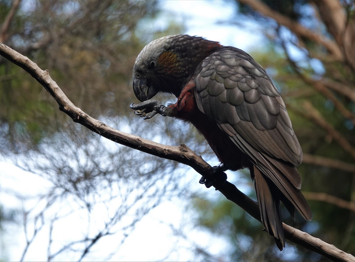 New Zealand Kaka - Max Breckenridge