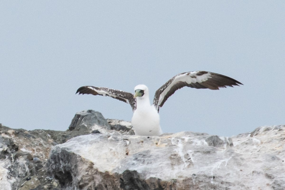 Masked Booby - ML208316781