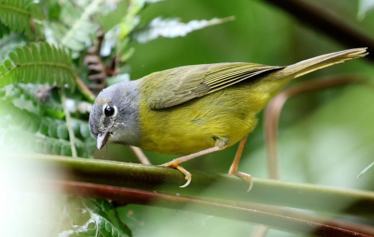 White-lored Warbler - Matthew Grube