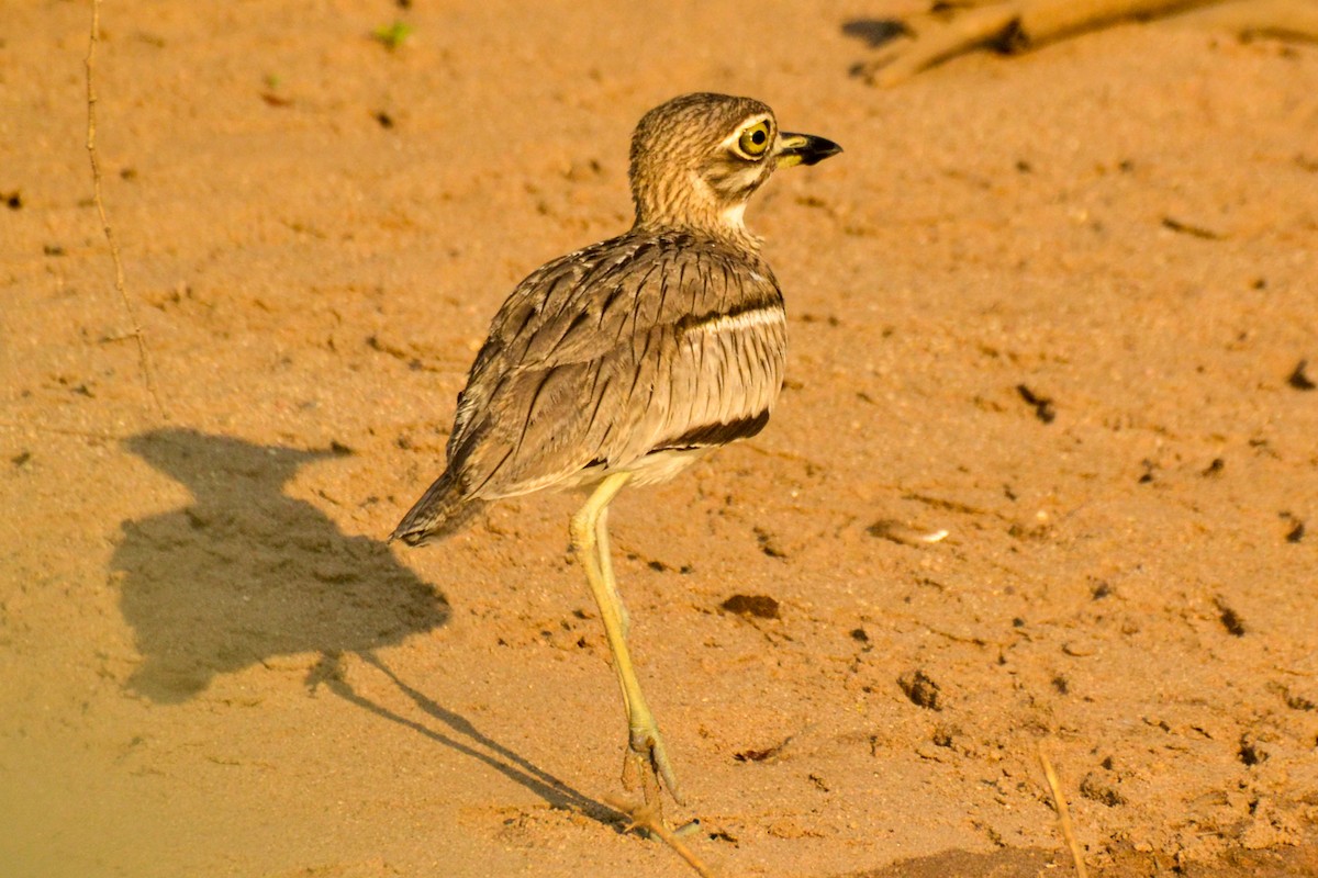 Water Thick-knee - ML208317431