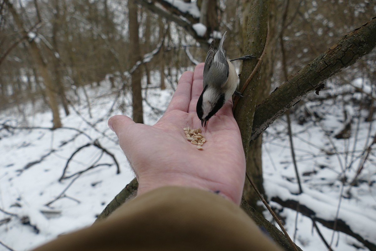 Black-capped Chickadee - ML208319771