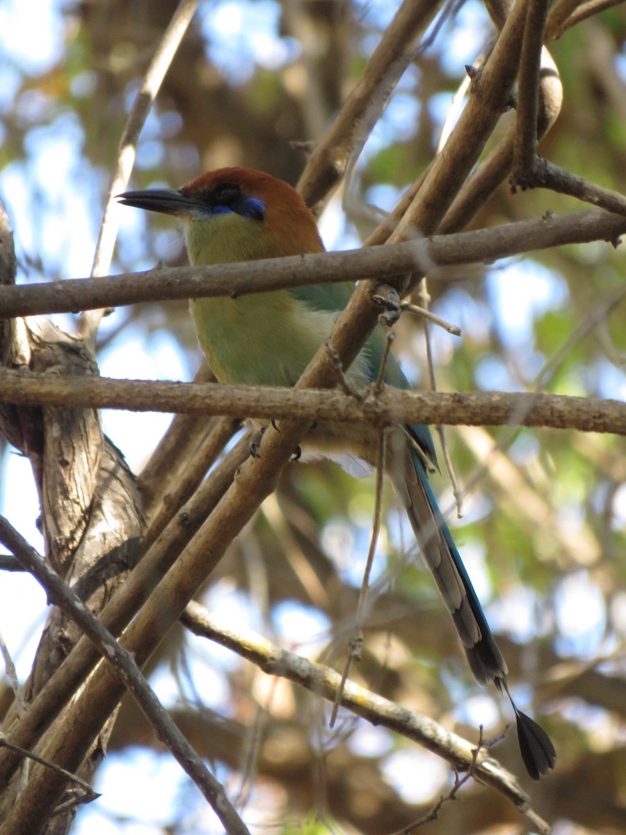 Kızıl Tepeli Motmot - ML208320061