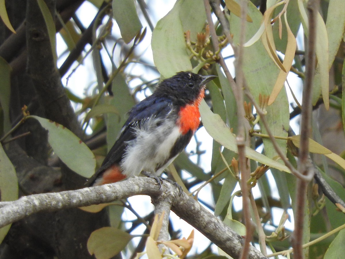 Mistletoebird - Heather King