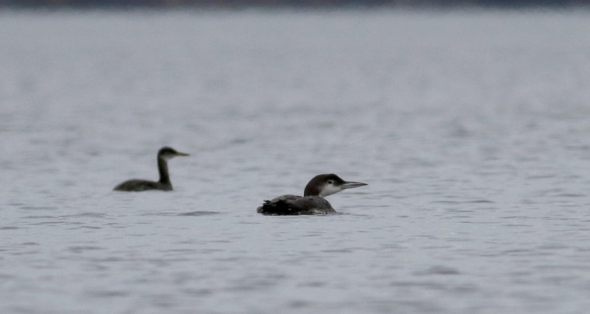 Common Loon - Jay McGowan