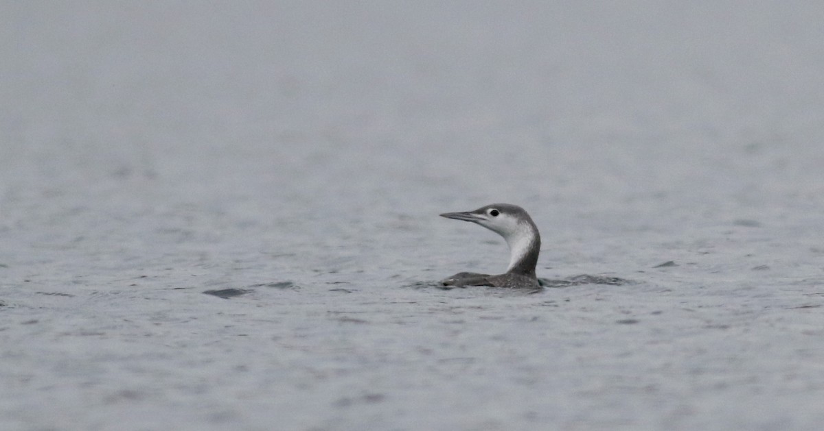 Red-throated Loon - ML20832401