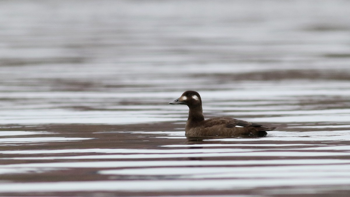 White-winged Scoter - Jay McGowan