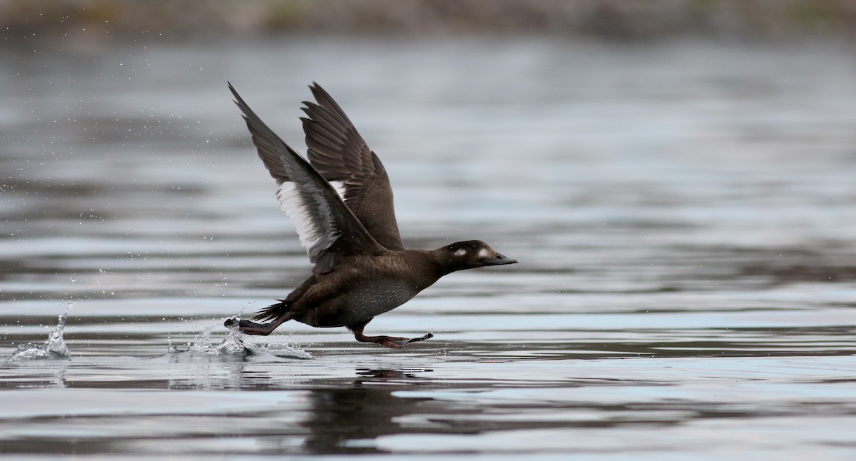 White-winged Scoter - ML20832471