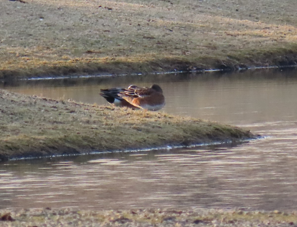 American Wigeon - ML208327341