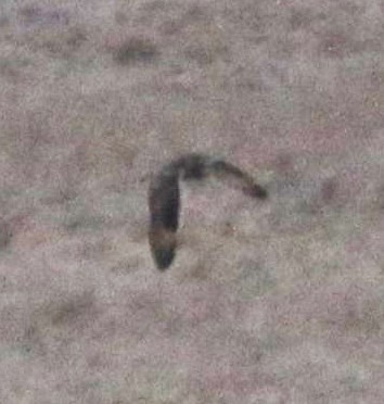 Short-eared Owl - ML20832741