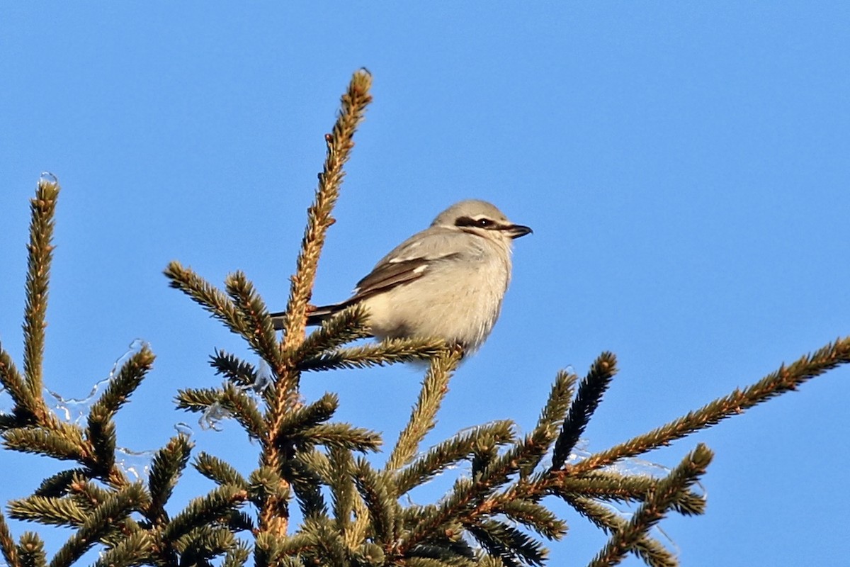 Northern Shrike - Lori Charron