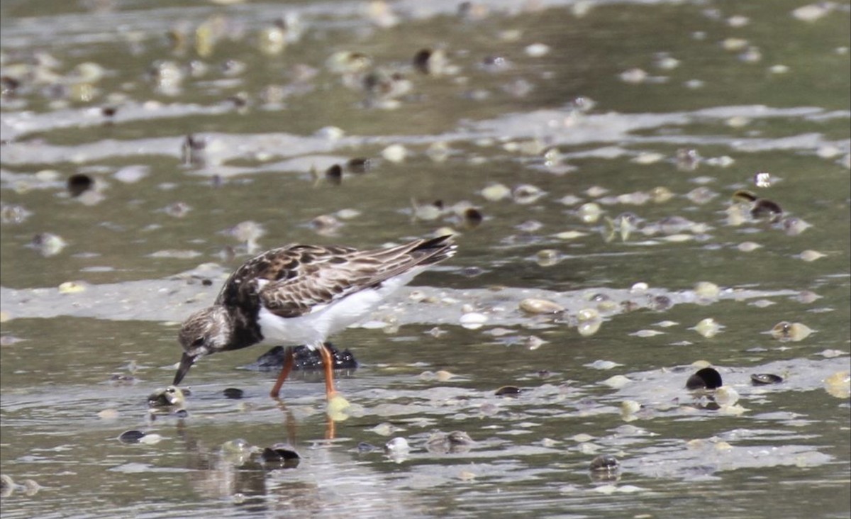 Ruddy Turnstone - Mig kemp