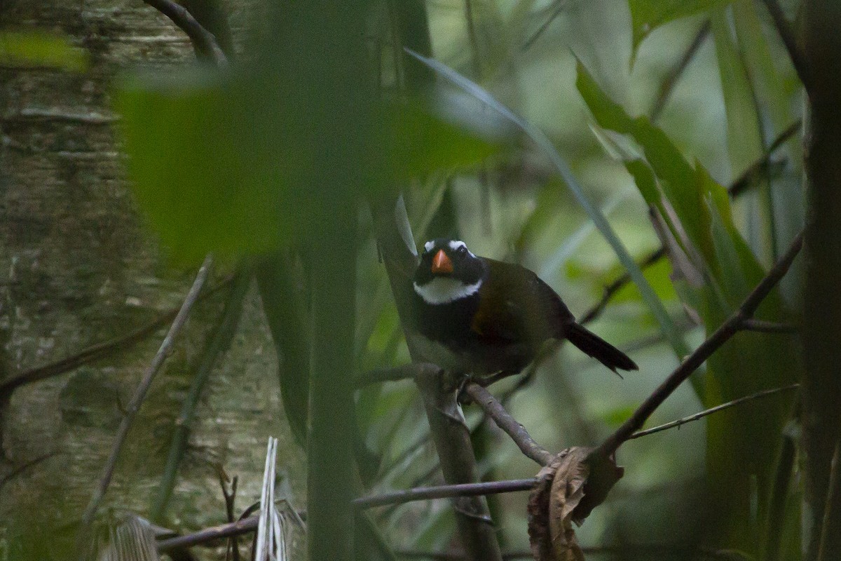 Orange-billed Sparrow - ML208333151