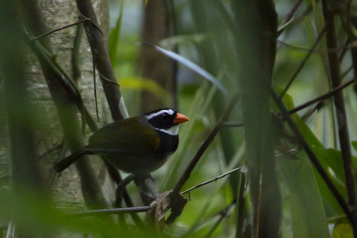 Orange-billed Sparrow - ML208333171