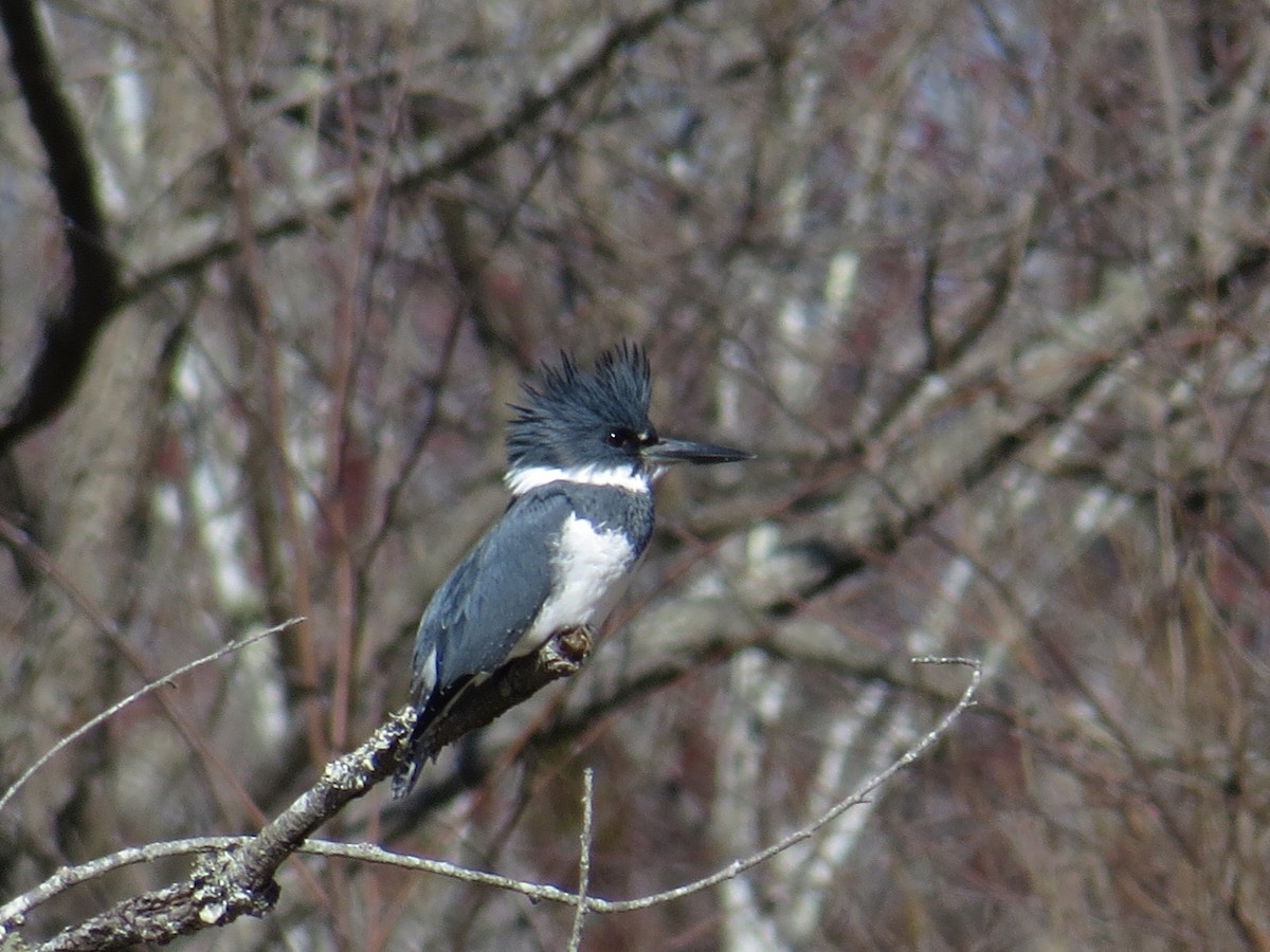 Belted Kingfisher - WS Barbour