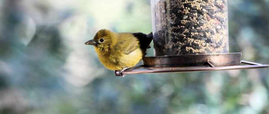 Summer Tanager - ML208337511