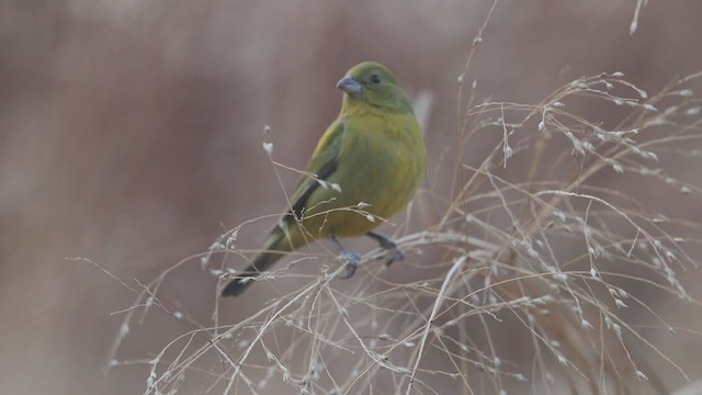 Boyalı Çinte - ML208338151