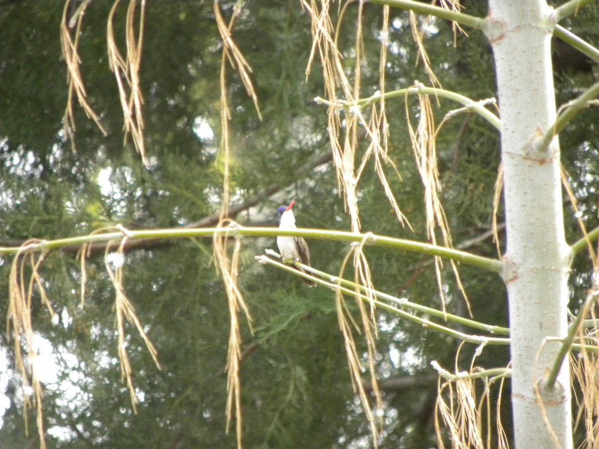 Violet-crowned Hummingbird - ML208339411