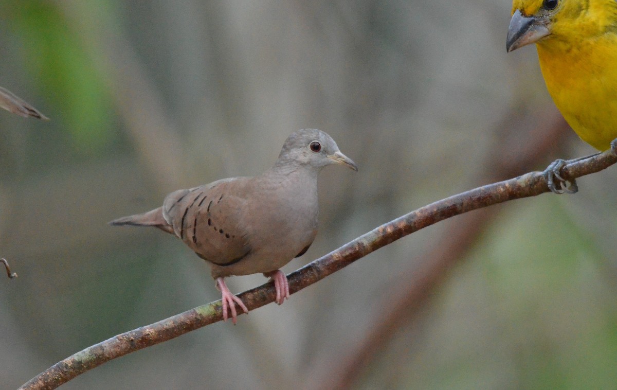 Ruddy Ground Dove - ML208344131