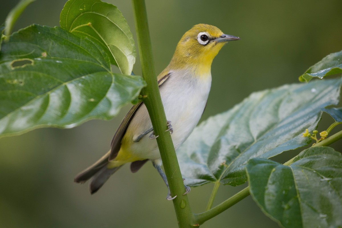 Ashy-bellied White-eye - ML208344801