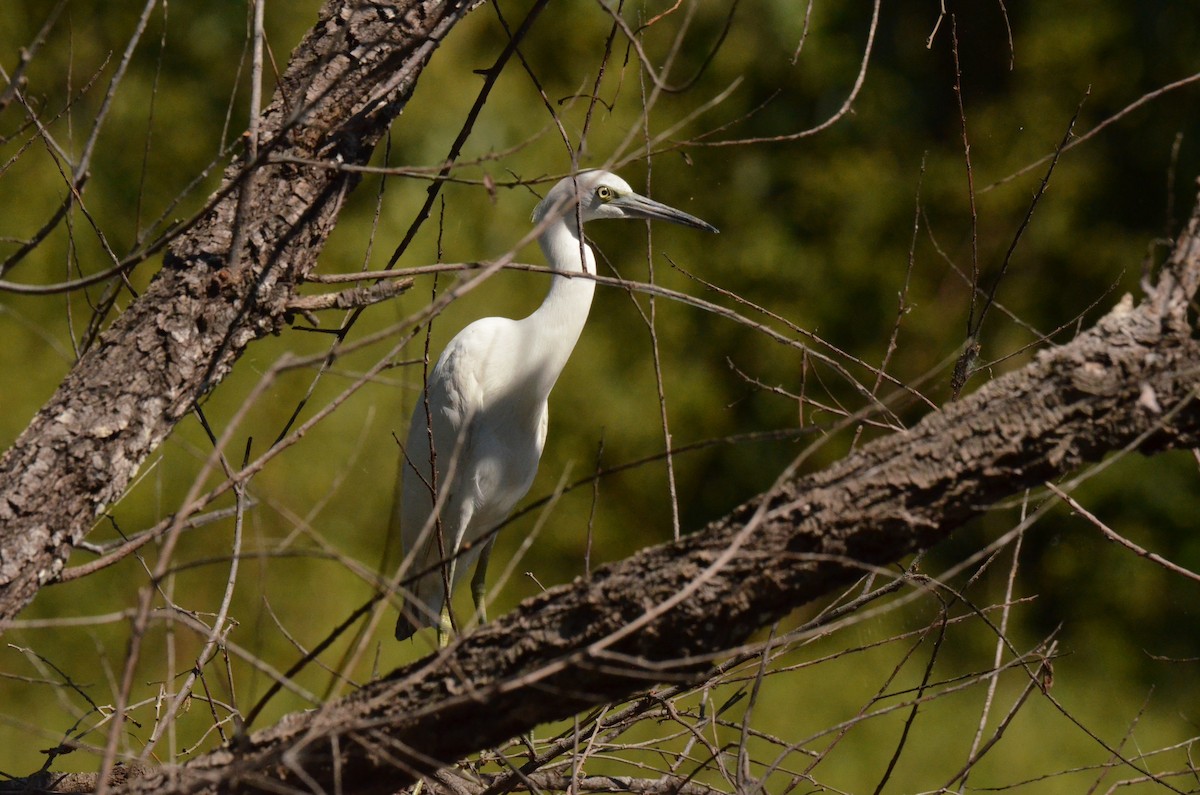 Little Blue Heron - ML208345421