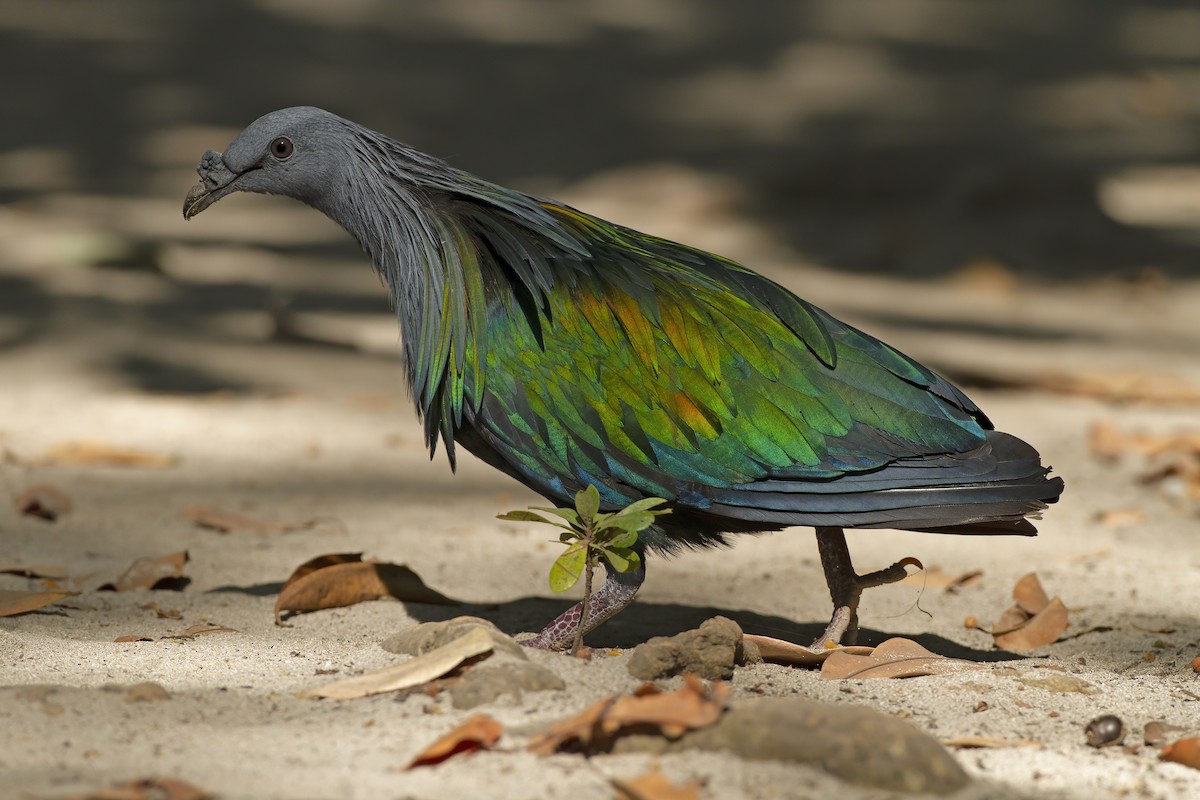 Nicobar Pigeon - Marco Valentini