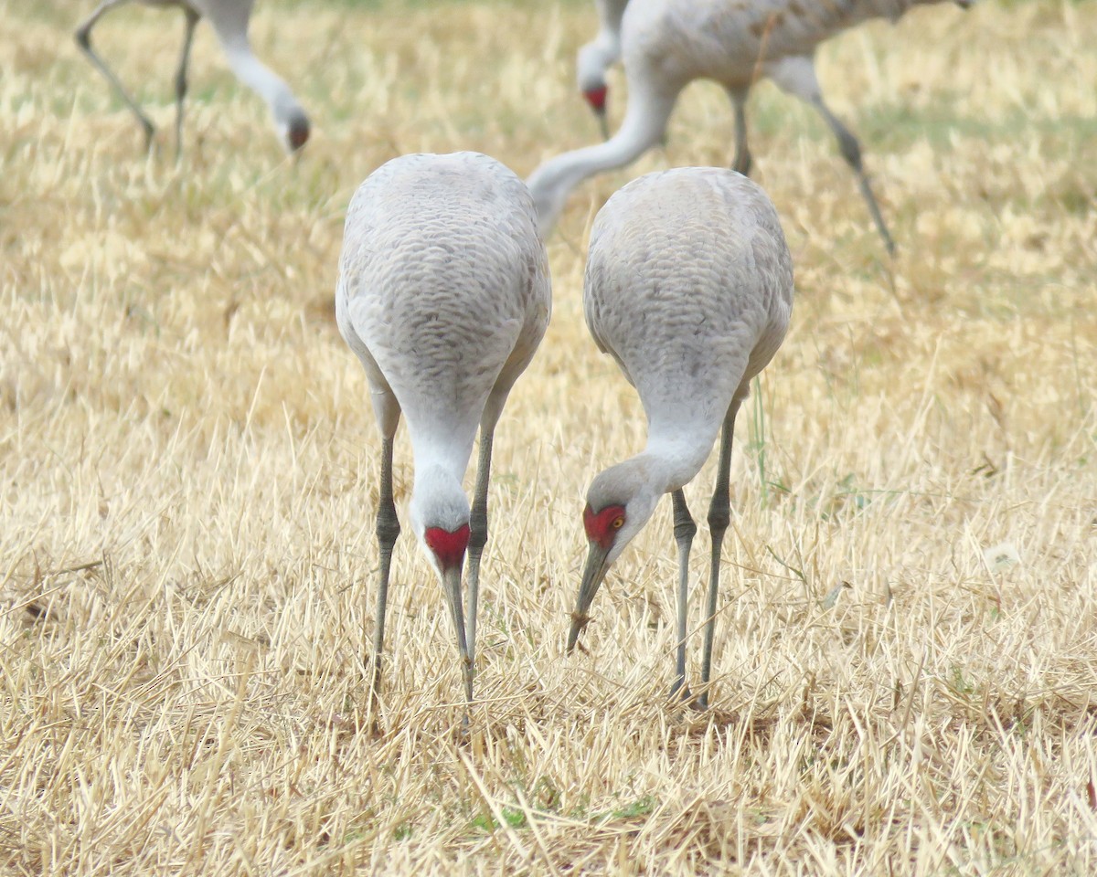 Grulla Canadiense - ML208347091