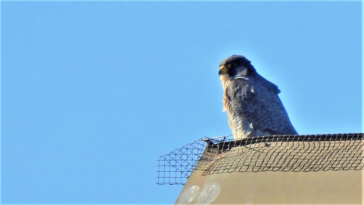 Peregrine Falcon - Pat McGrane