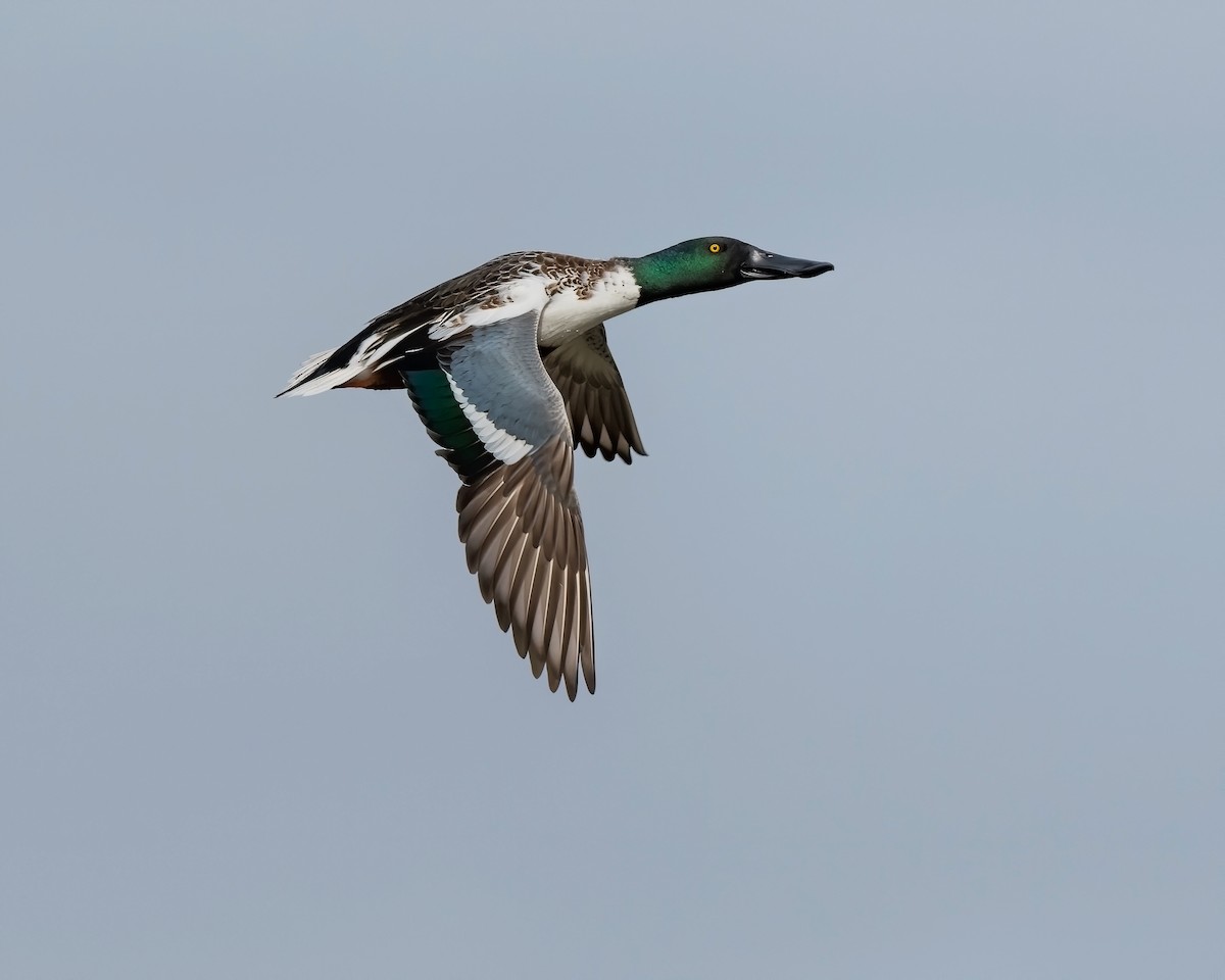 Northern Shoveler - Dan Brown