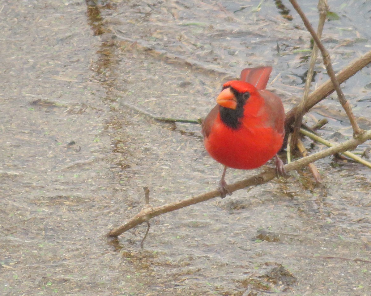 Cardinal rouge - ML208347591