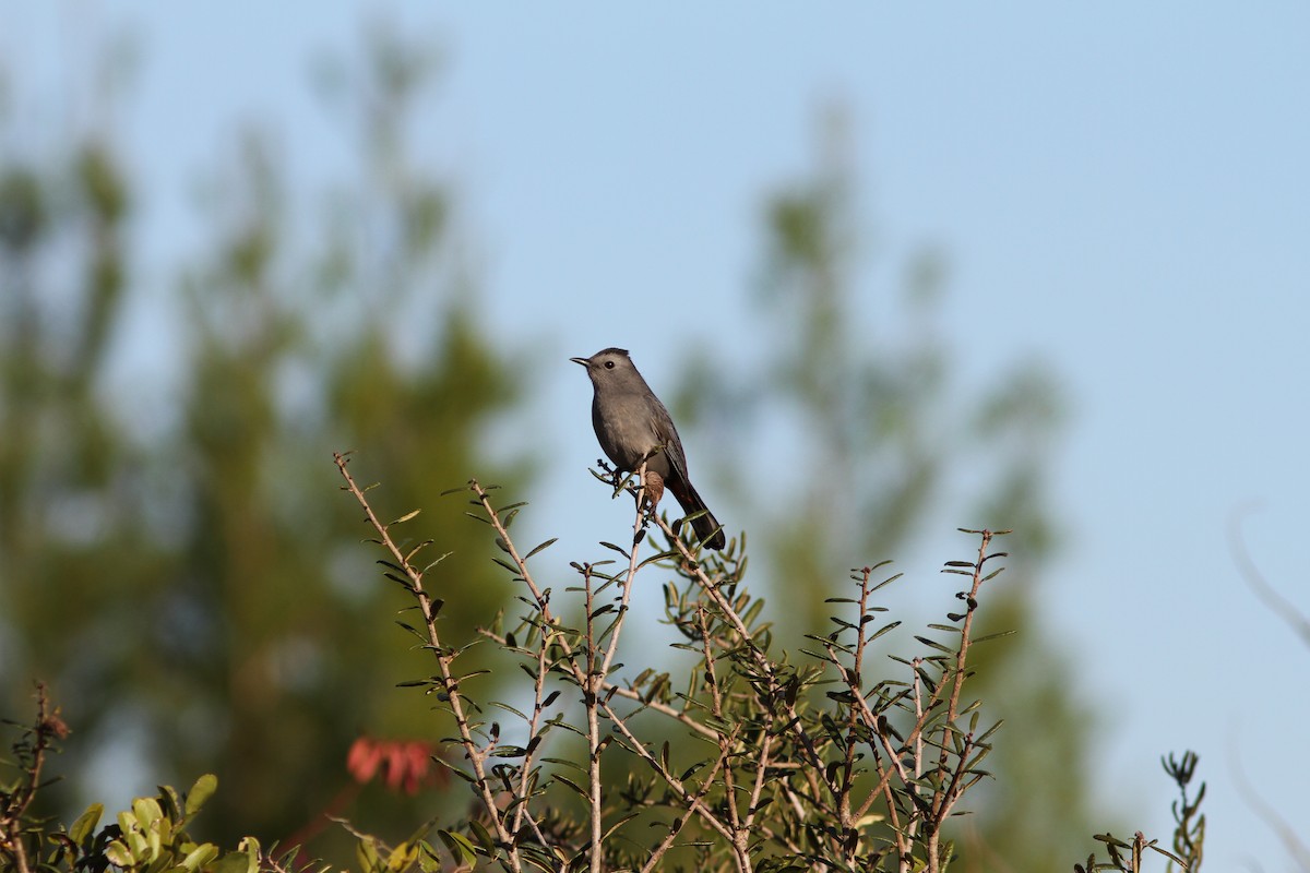 Gray Catbird - ML208347781