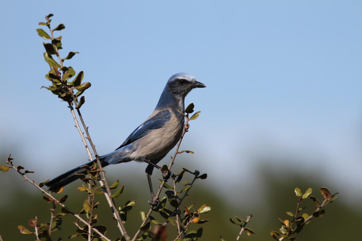 Florida Scrub-Jay - ML208348131