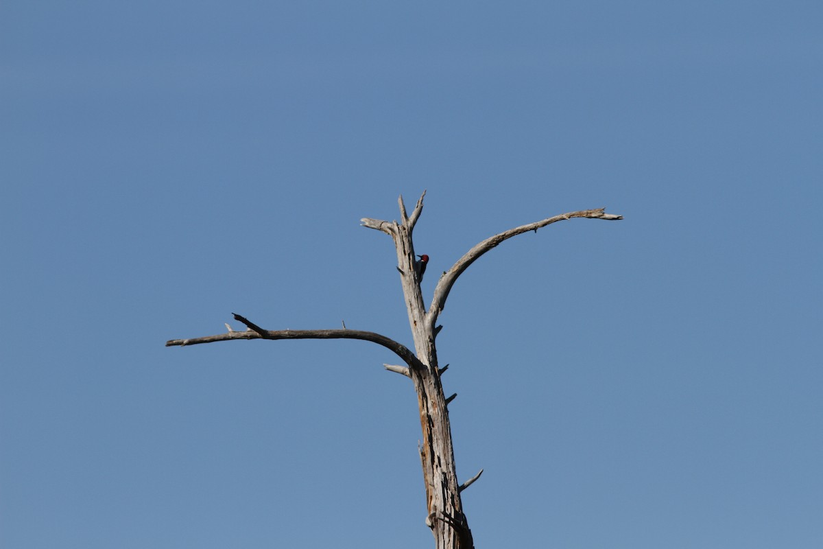 Red-headed Woodpecker - ML208348451