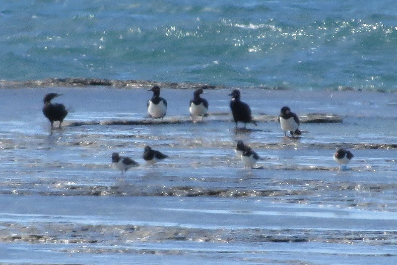 Magellanic Oystercatcher - Jeff Harding