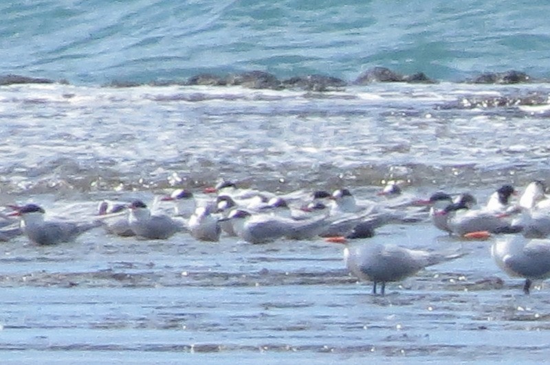 Arctic Tern - ML20835121