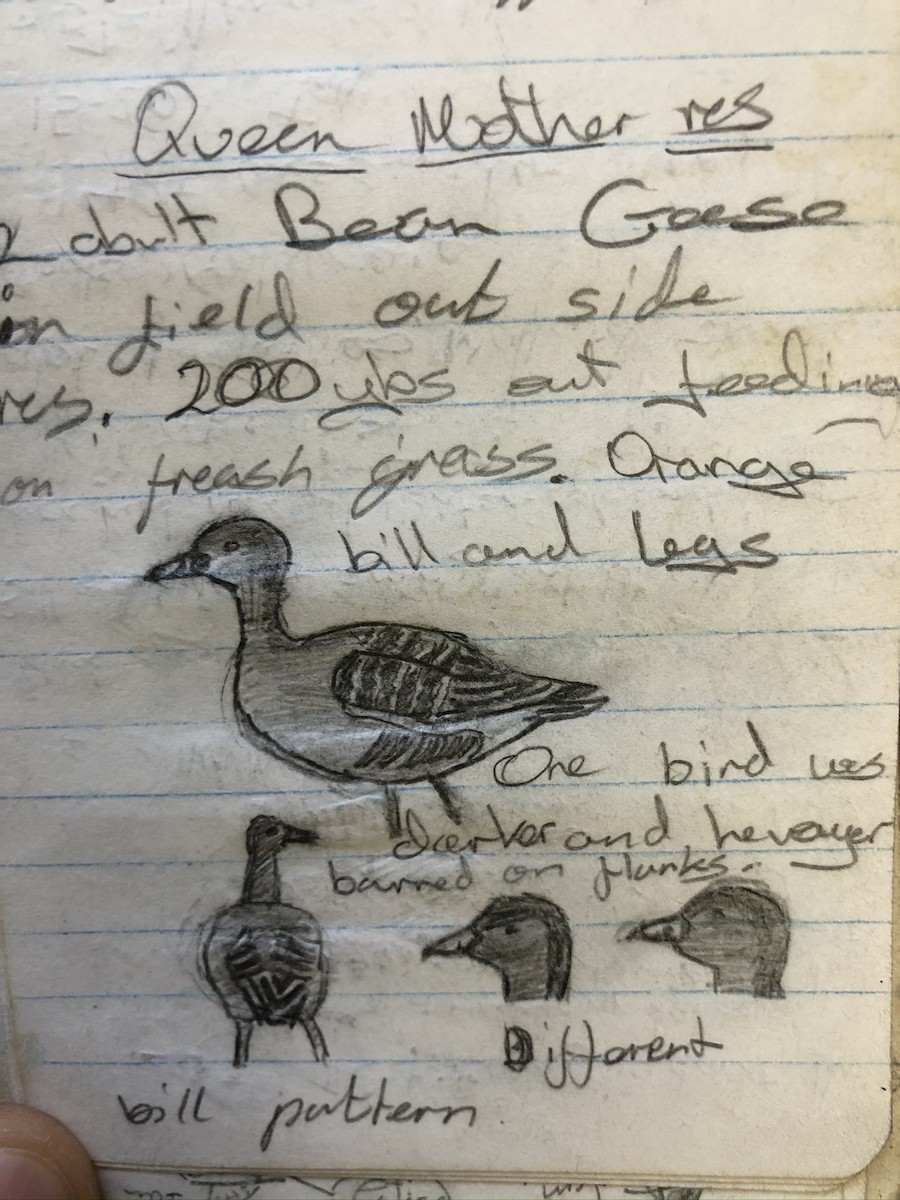 Tundra Bean-Goose - ML208351341